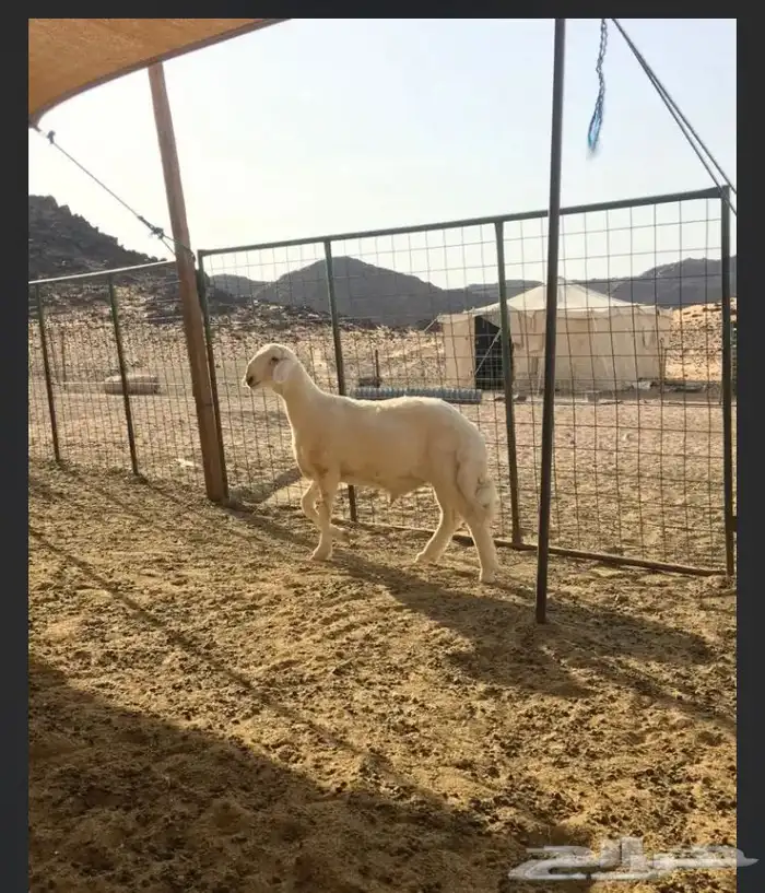 عروض الحريات رقم 1 حلال ابو حمدان الحبابي 48