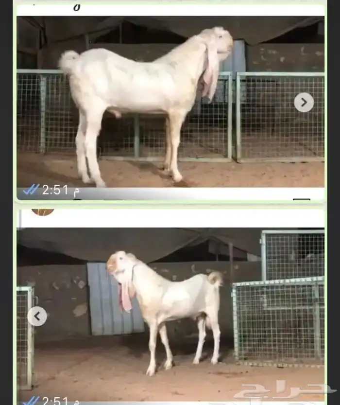 عروض مشاريك وعوارض بيض و سود 1حلال ابو حمدان الحبابي 28