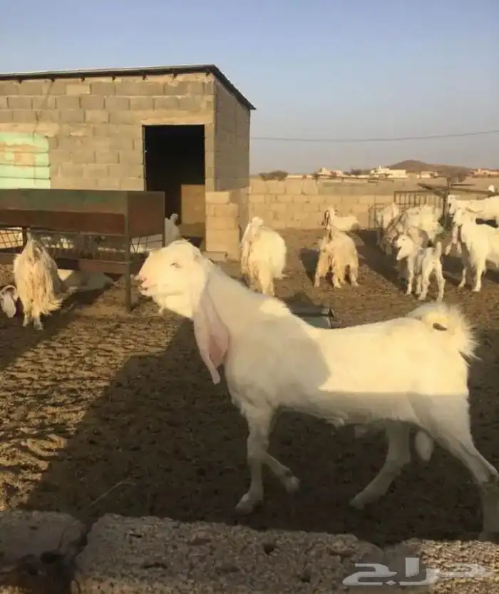 عروض مشاريك وعوارض بيض و سود 1حلال ابو حمدان الحبابي 26