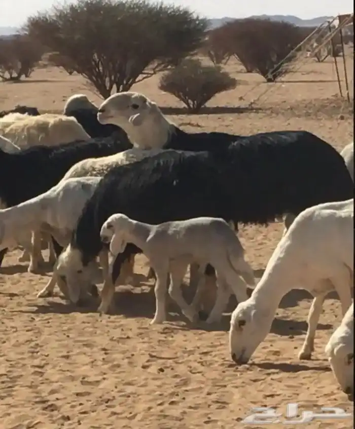 عروض النجد رقم 1 حلال ابو حمدان الحبابي 92