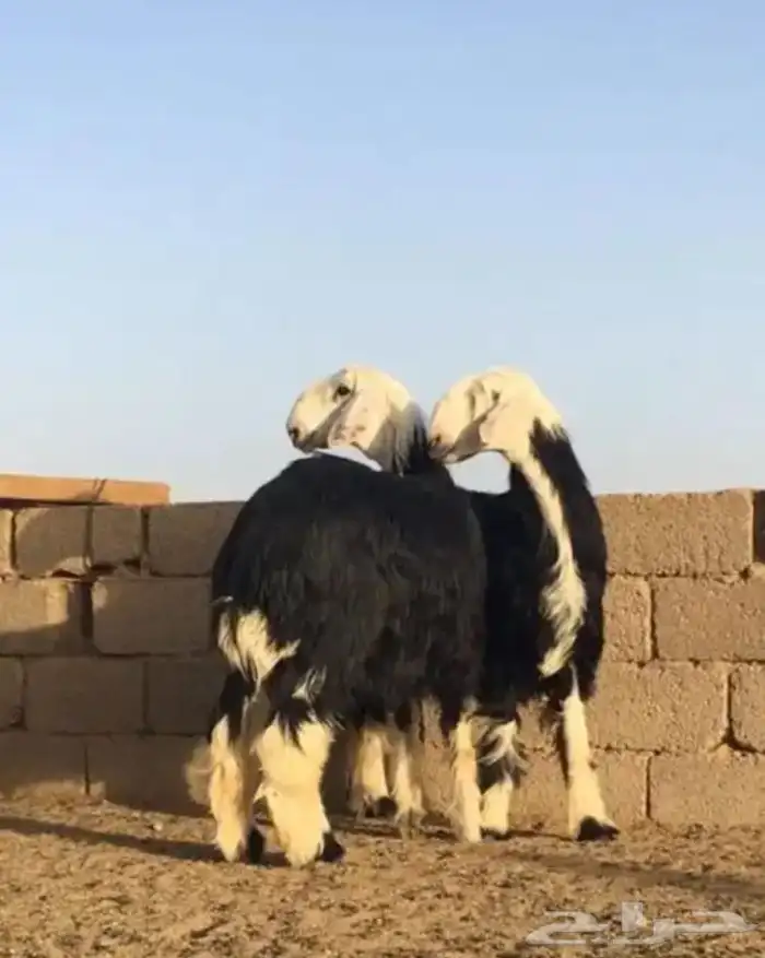 عروض النجد رقم 1 حلال ابو حمدان الحبابي 71