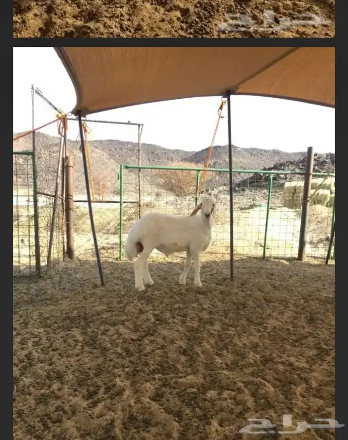 عروض الحريات رقم 1 حلال ابو حمدان الحبابي 49