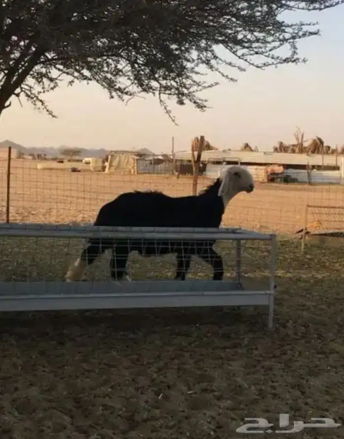 عروض النجد رقم 1 حلال ابو حمدان الحبابي 72