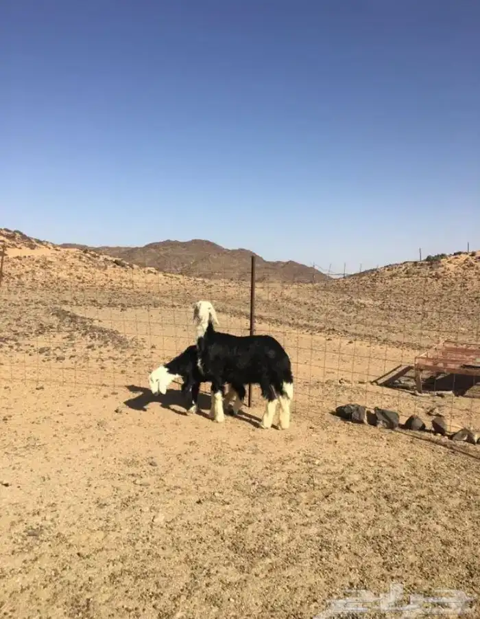 عروض النجد رقم 1 حلال ابو حمدان الحبابي 81