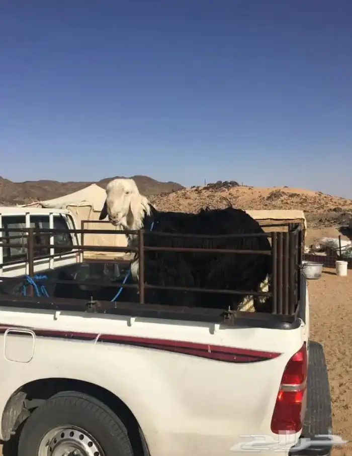عروض النجد رقم 1 حلال ابو حمدان الحبابي 82