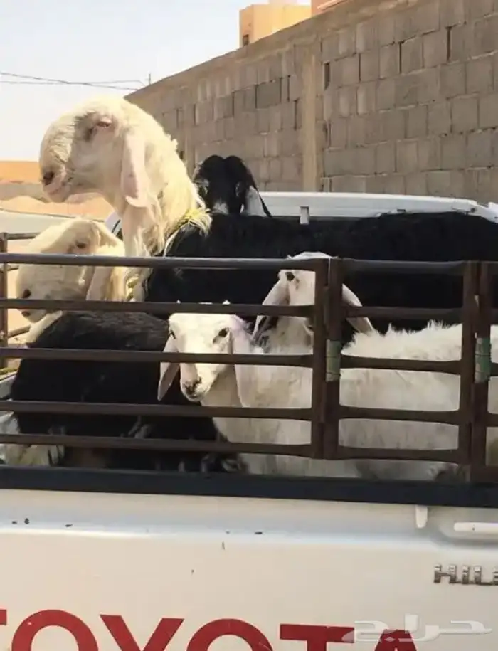عروض النجد رقم 3 حلال ابو حمدان الحبابي 20