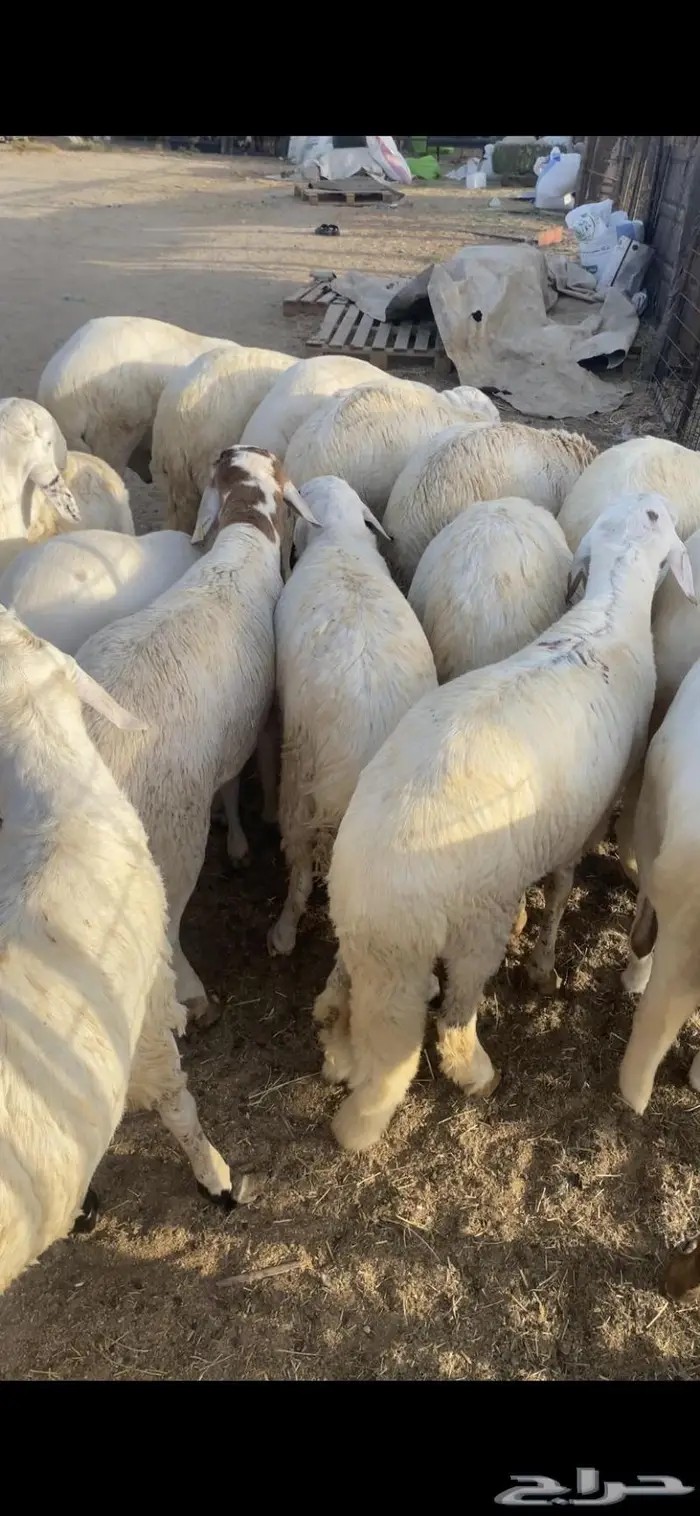 سواكن أعمار سنة طيبة للبيع 1