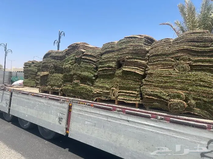 نجيل طببعي 2