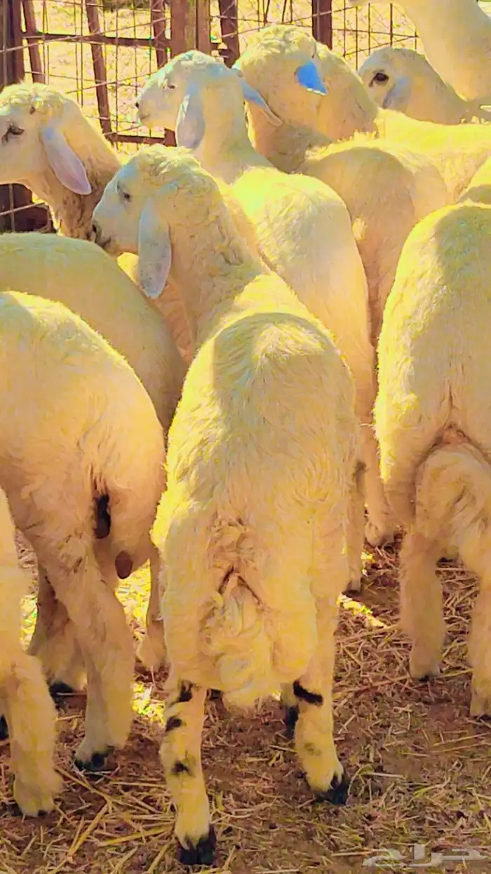 خرفان حريات للبيع خدمة سلخ و توصيل 5