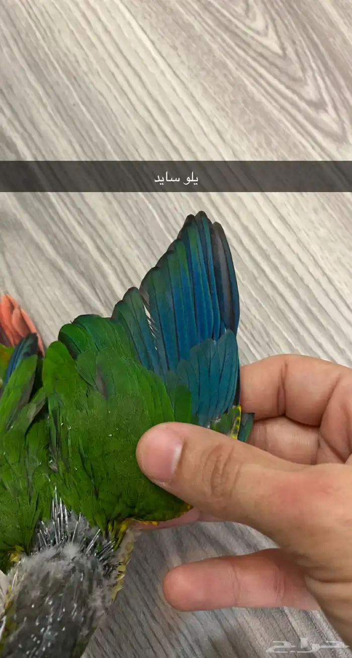 ( تم البيع )  فروخ كنيور ( اربعه تصنيفات ) 7