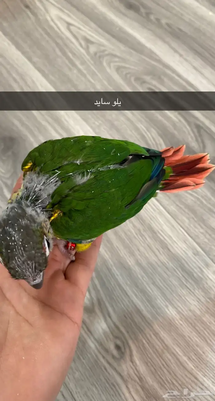 ( تم البيع )  فروخ كنيور ( اربعه تصنيفات ) 8