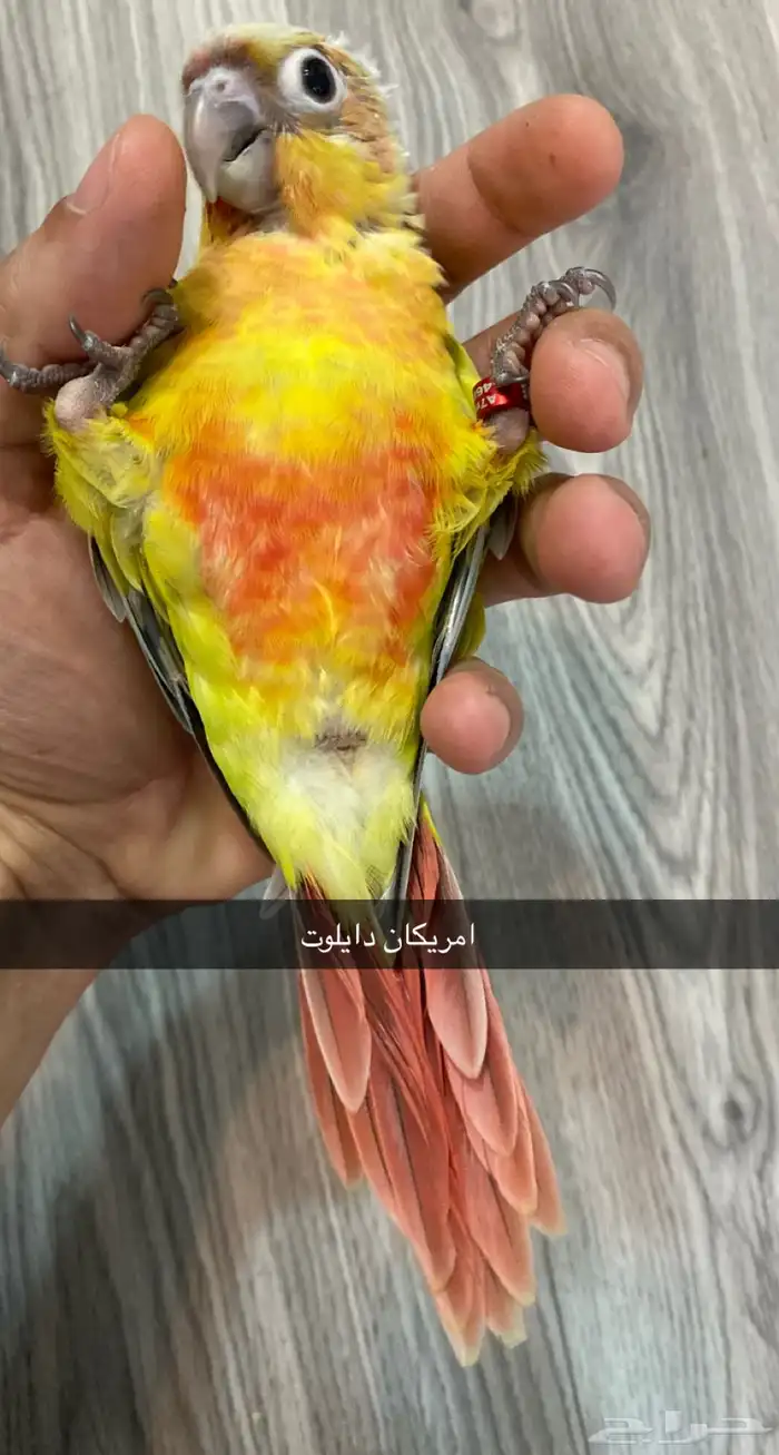 ( تم البيع )  فروخ كنيور ( اربعه تصنيفات ) 5