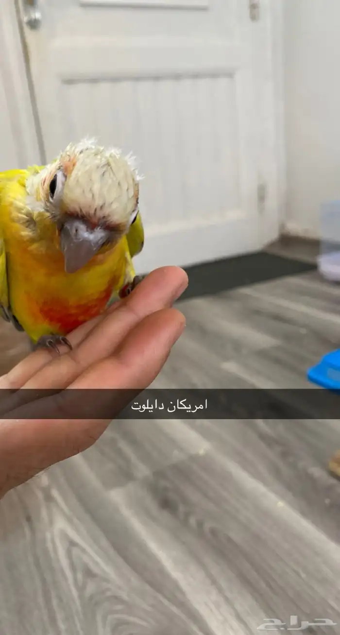 ( تم البيع )  فروخ كنيور ( اربعه تصنيفات ) 4