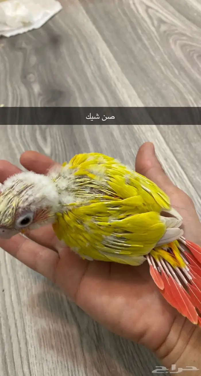 ( تم البيع )  فروخ كنيور ( اربعه تصنيفات ) 0