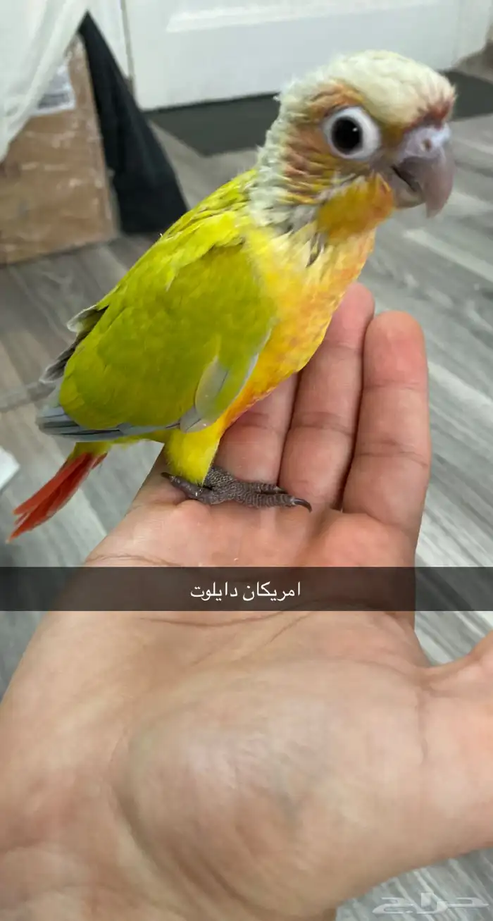 ( تم البيع )  فروخ كنيور ( اربعه تصنيفات ) 3