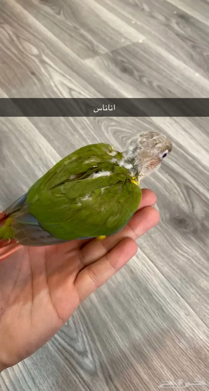 ( تم البيع )  فروخ كنيور ( اربعه تصنيفات ) 9