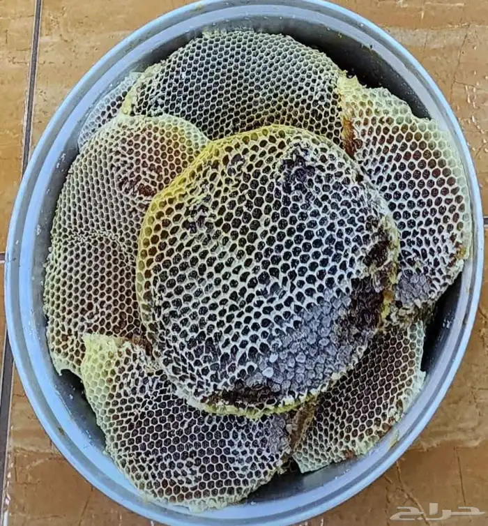 عسل سدر بلدي اصلي صافي وع الشرط انتاج جديد 1446 0