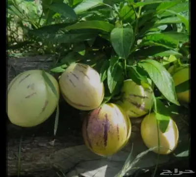 فاكهة الببينو 1