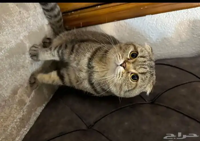 ذكر سكوتش فولد ضخم للتزاوج 3