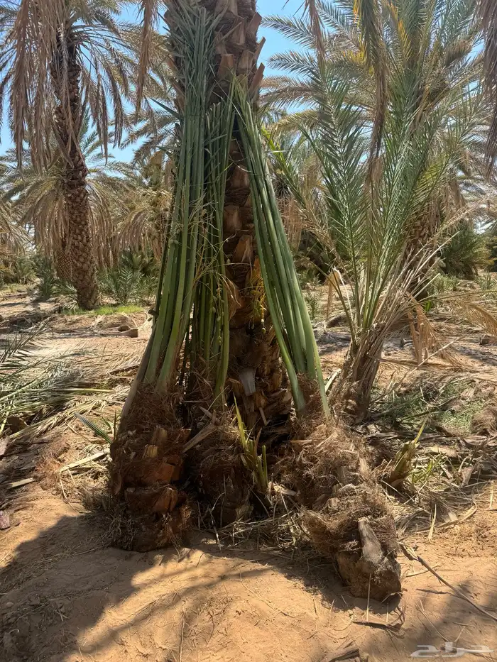 للبيع النخيل المثمر 8