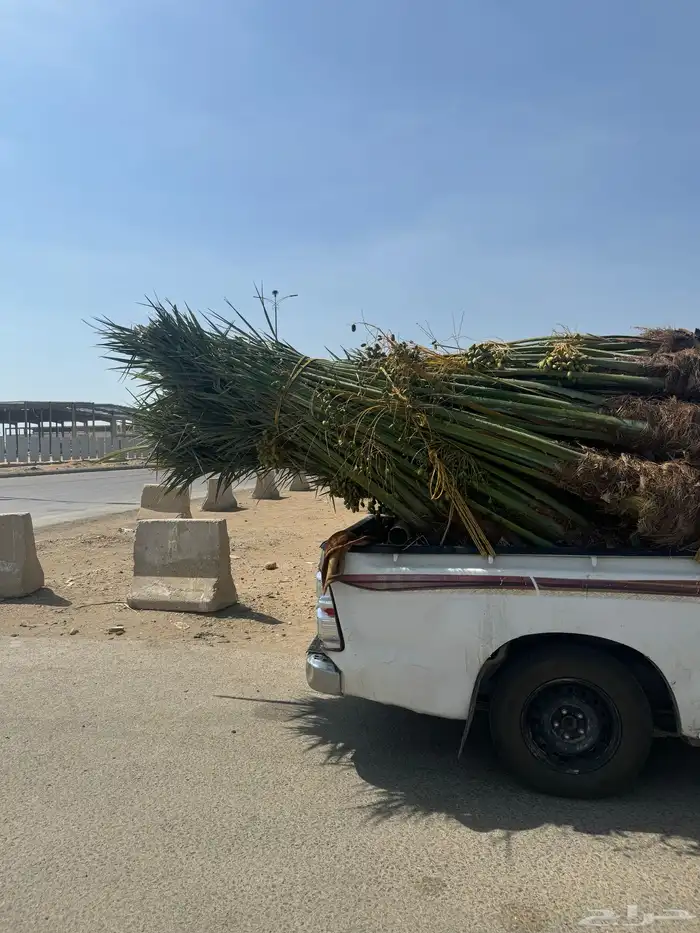 للبيع النخيل المثمر 1