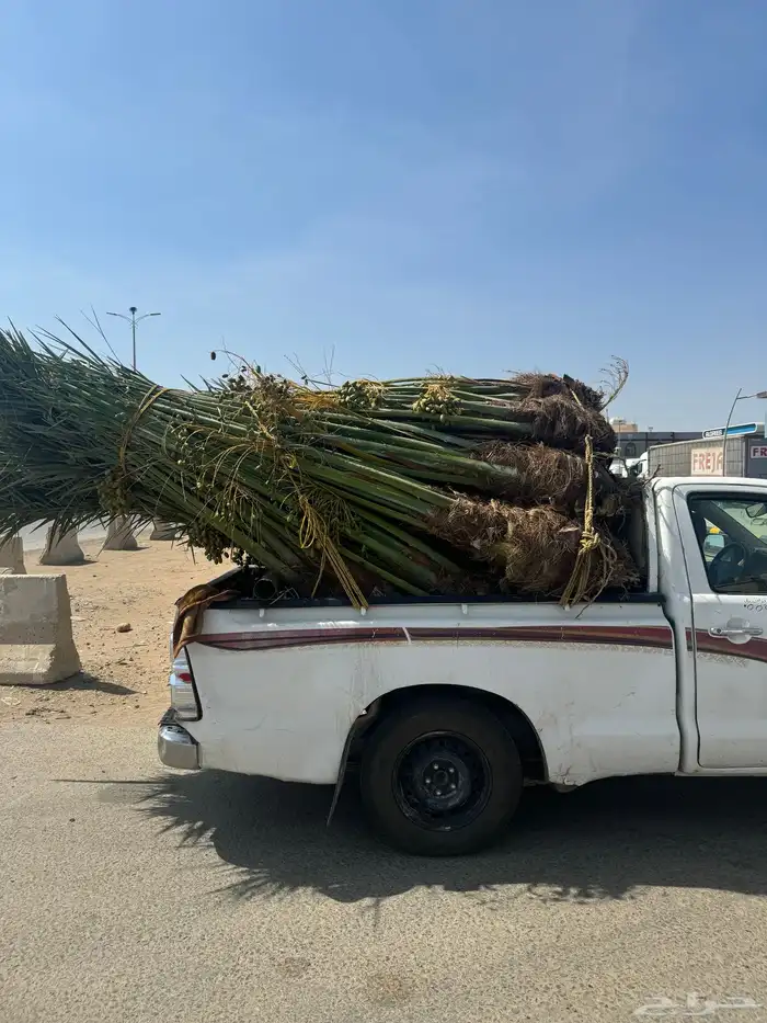 للبيع النخيل المثمر 3
