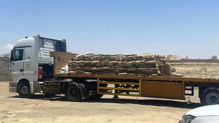 عشب طبيعي (إنجيلة C2000) 4