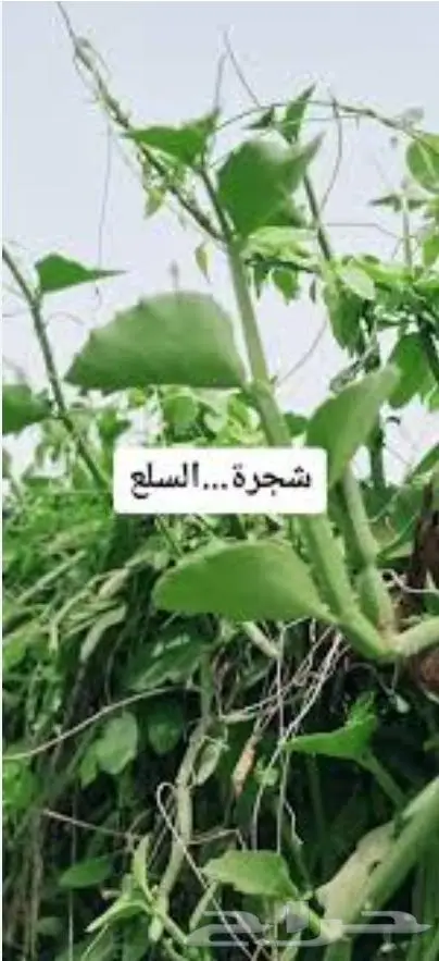 مرخ وسلع للبيع 2