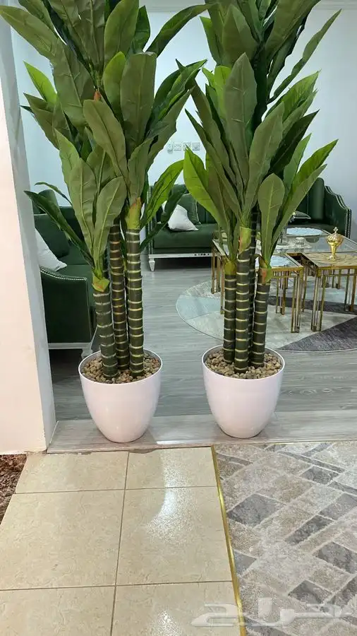 اشجار زينه 0