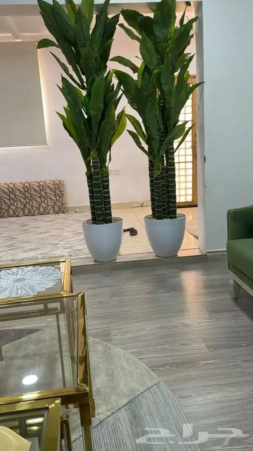 اشجار زينه 1