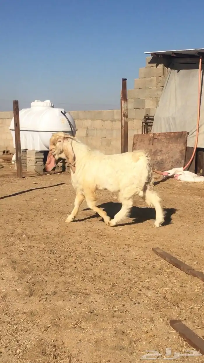 عروض مشاريك وعوارض بيض و سود 1حلال ابو حمدان الحبابي 42