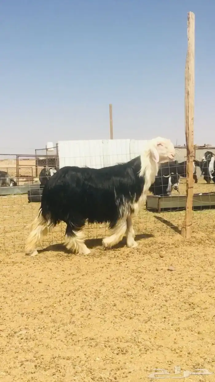 عروض النجد رقم 3 حلال ابو حمدان الحبابي 31