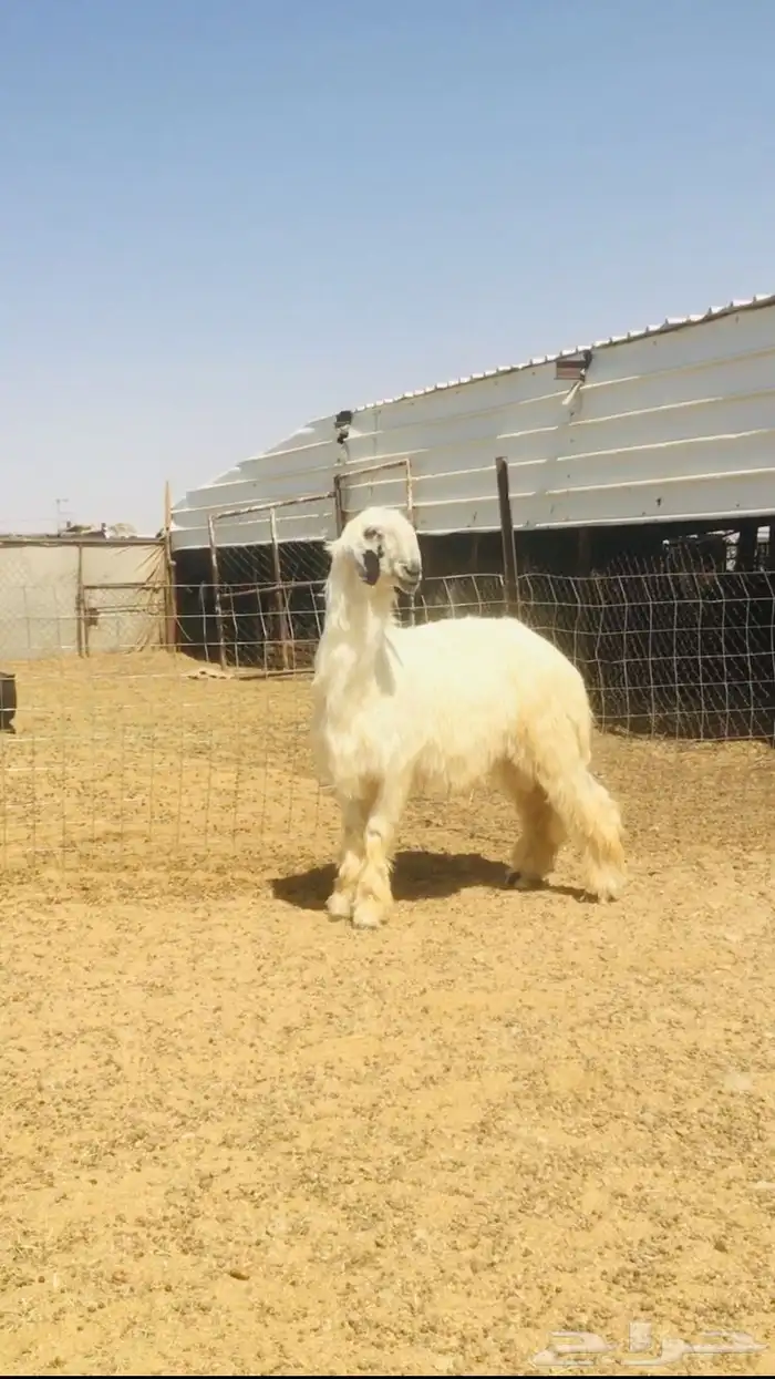 عروض النجد رقم 3 حلال ابو حمدان الحبابي 30