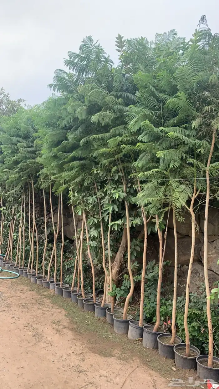 شتلات جكرندا 1