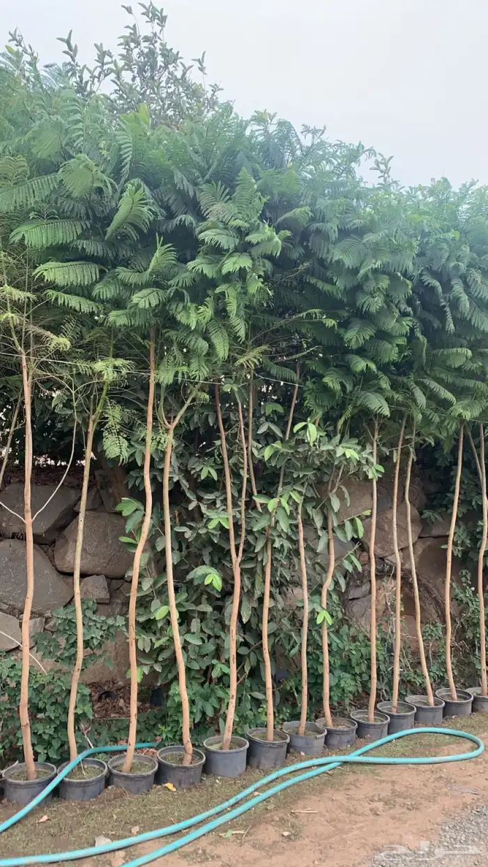 شتلات جكرندا 5