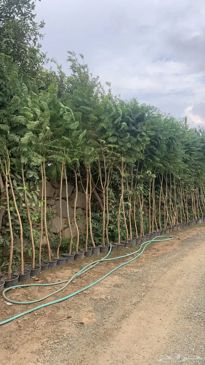 شتلات جكرندا 3