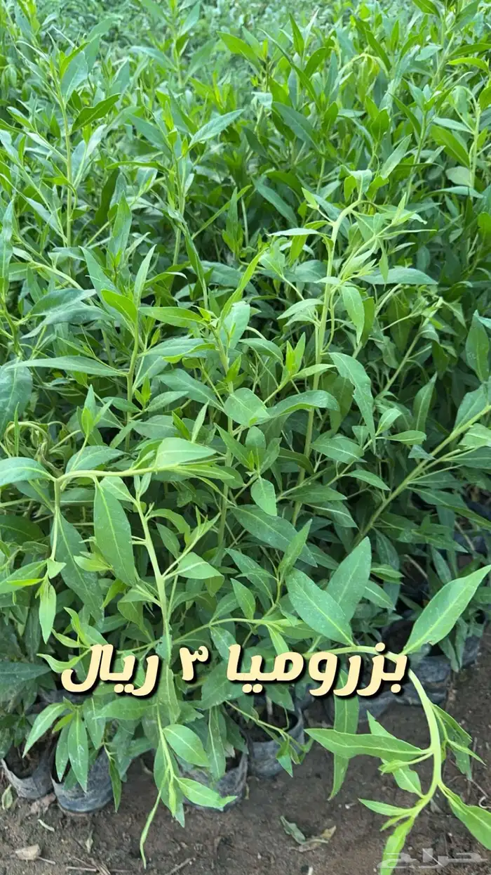 شتلا واشجار باسعار مخفضه 5