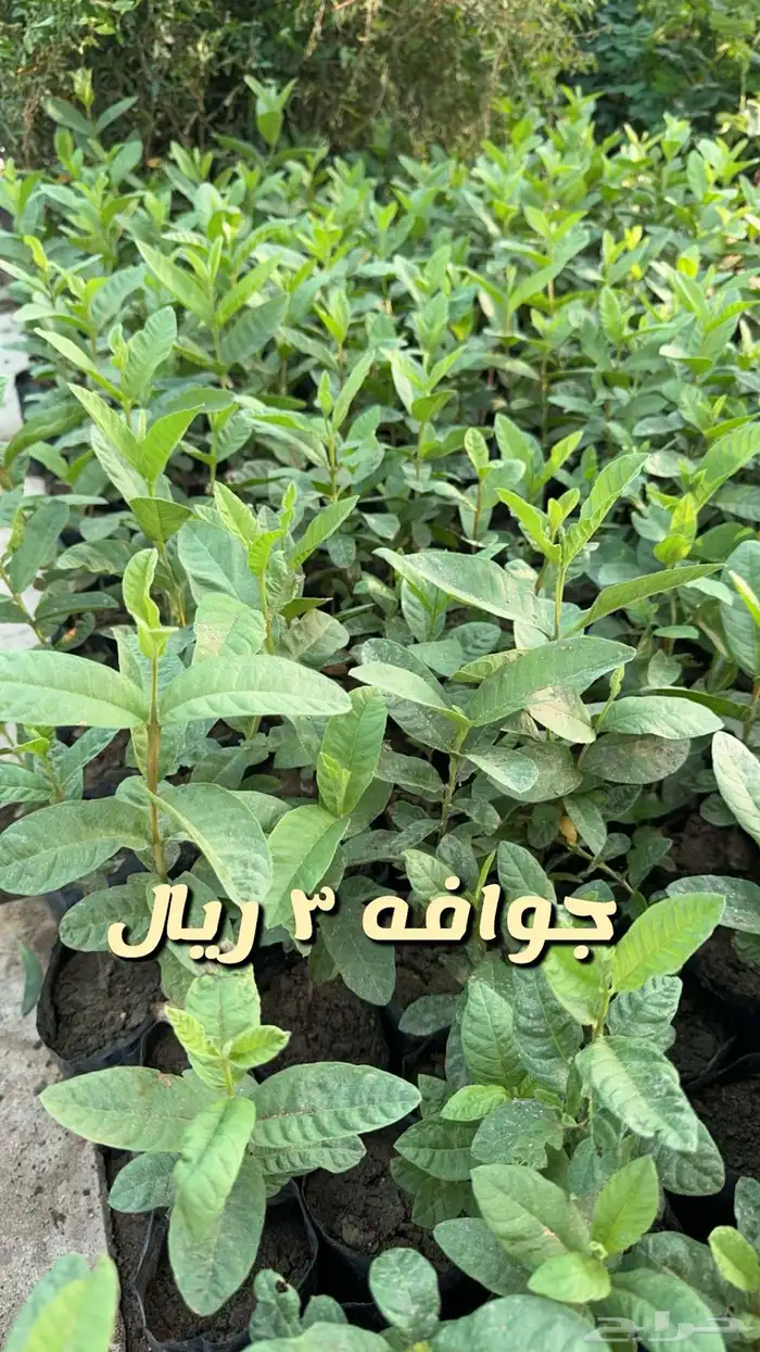 شتلا واشجار باسعار مخفضه 13