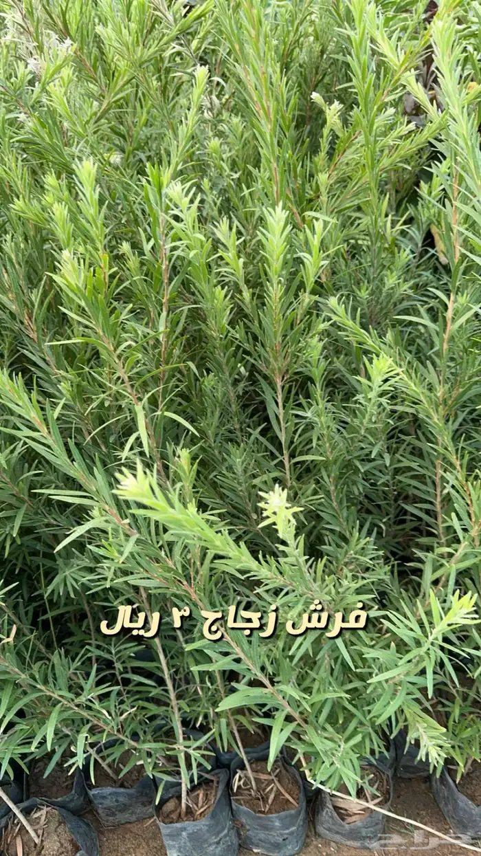 شتلا واشجار باسعار مخفضه 18