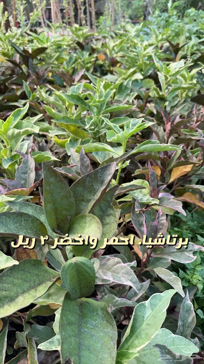 شتلا واشجار باسعار مخفضه 16