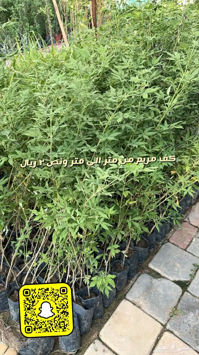 شتلا واشجار باسعار مخفضه 21