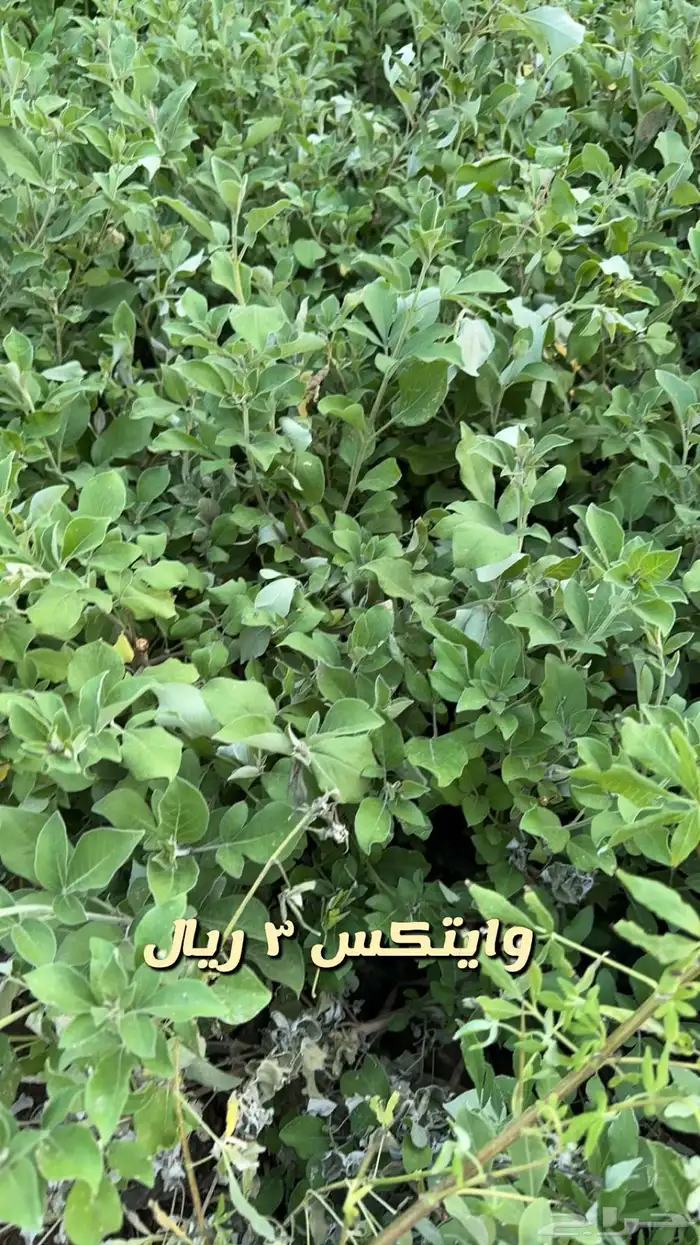 شتلا واشجار باسعار مخفضه 1