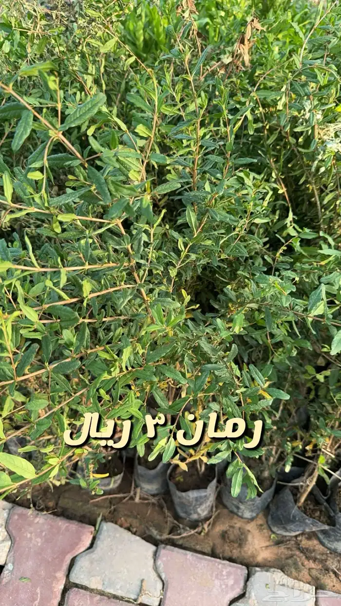 شتلا واشجار باسعار مخفضه 12