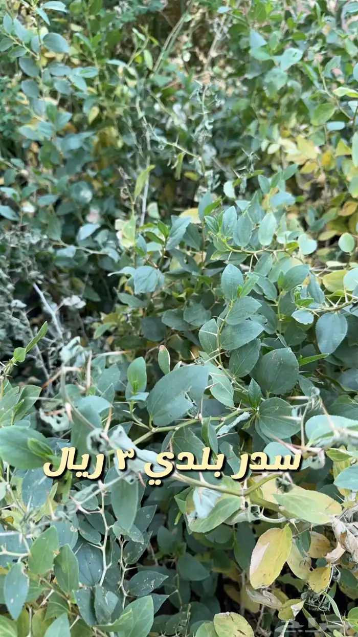 شتلا واشجار باسعار مخفضه 4