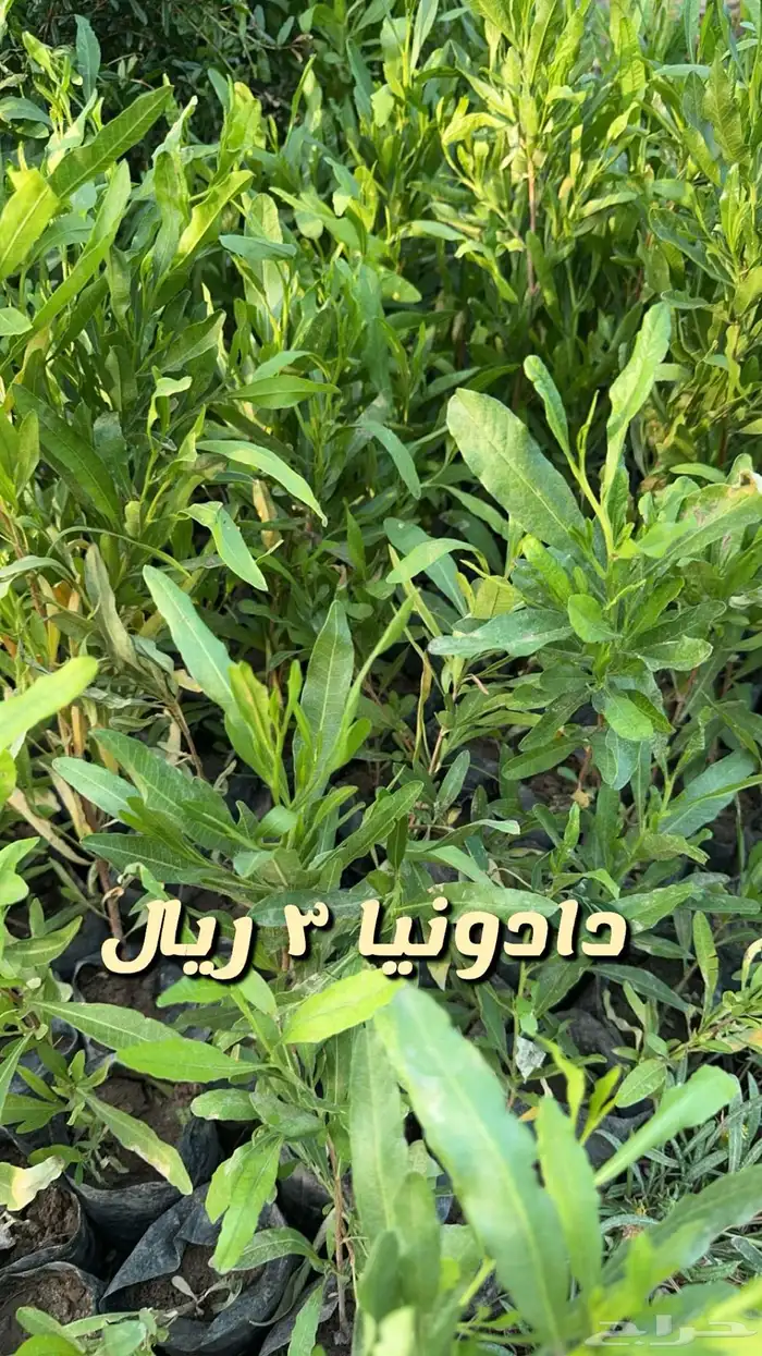 شتلا واشجار باسعار مخفضه 9