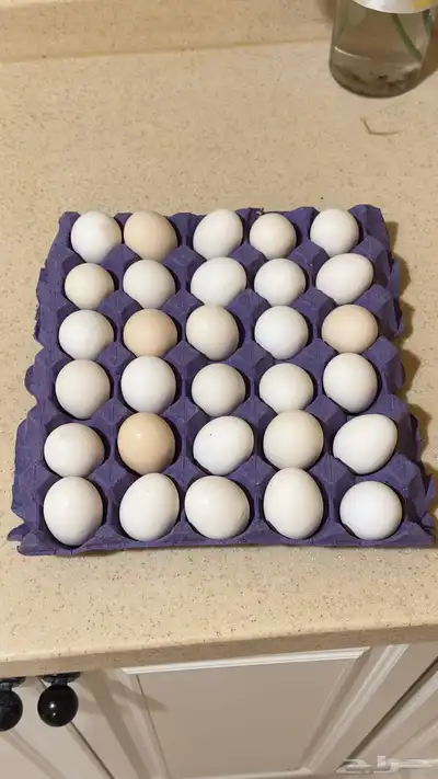 بيض بلدي شرط 0