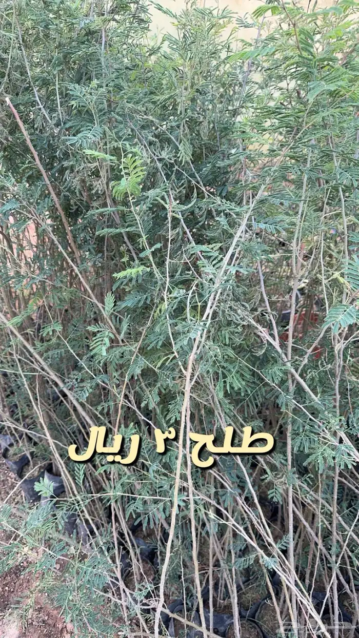 شتلا واشجار باسعار مخفضه 0