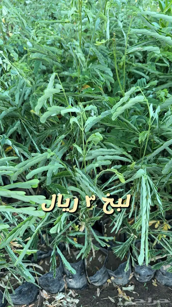 شتلا واشجار باسعار مخفضه 2