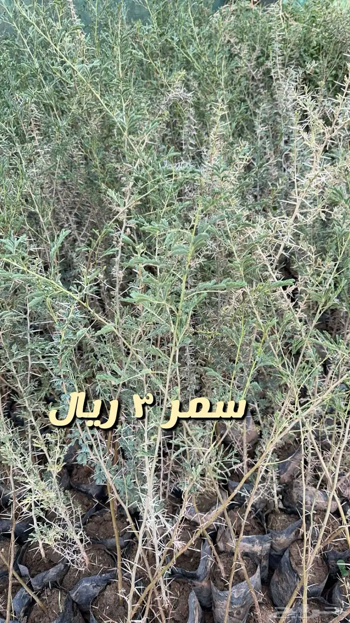 شتلا واشجار باسعار مخفضه 3
