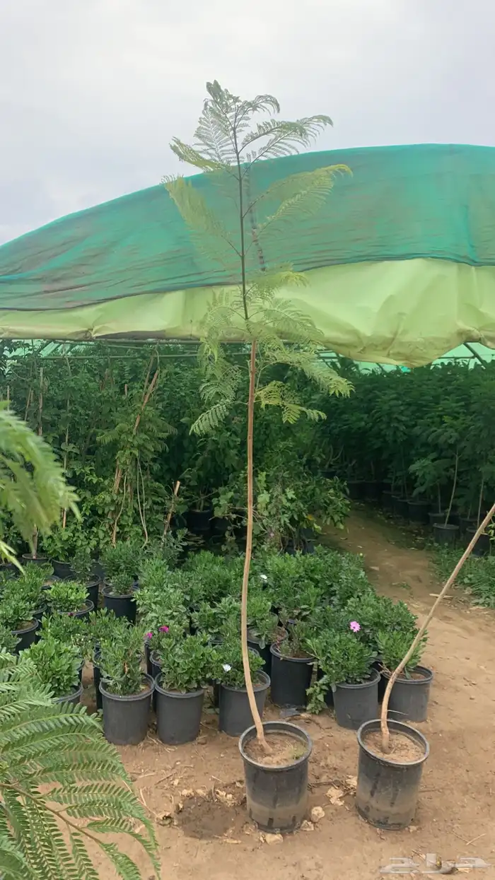 شتلات جكرندا 4